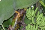 Desserts Banana Plant