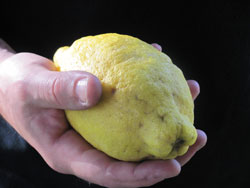 Italian Lemon