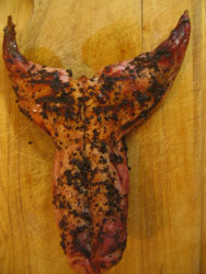 BBQ Grilled Rabbit Recipe