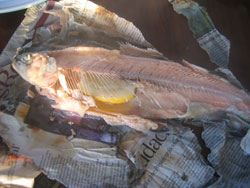 The trout steams in the wet newspaper The trout steams in the wet newspaper