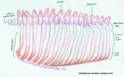 butchers anatomy of pork ribs butchers anatomy of pork ribs