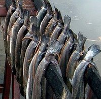 Arbroath Smokies hanging on the triangular kiln stick