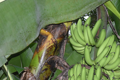 Les bananes poussent vers le haut