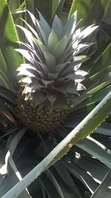 Pineapple plant growing in the ground