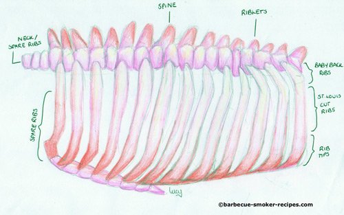 butchers anatomy of pork ribs