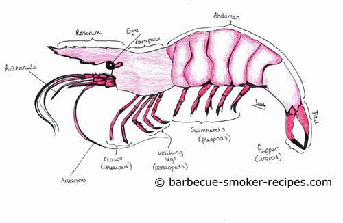 The anatomy of a shrimp or prawn